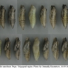 pap mach pupa7 volg1